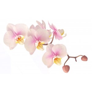 Орхидея 10 мл